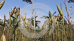 A corn garden or kebun jagung in Java Indonesia photo