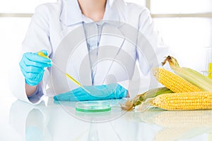 Corn genetic modification food research need more test