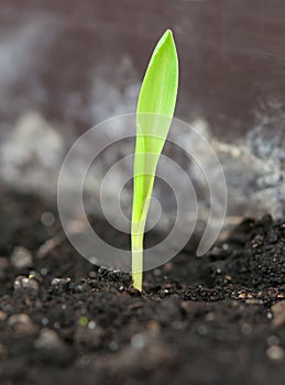 Corn germination