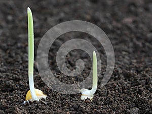 Corn germination on fertile soil