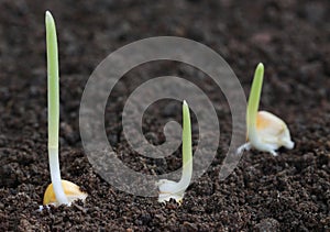 Corn germination on fertile soil