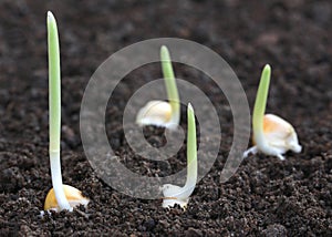 Corn germination on fertile soil