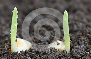 Corn germination on fertile soil