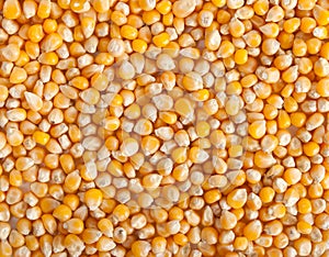 Corn grain