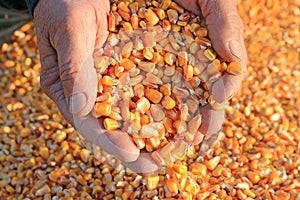 Corn grain in a hand