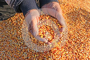 Corn grain in a hand