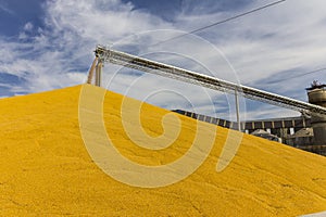 Corn and Grain Handling or Harvesting Terminal. Corn Can be Used for Food, Feed or Ethanol II
