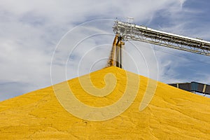 Corn and Grain Handling or Harvesting Terminal. Corn Can be Used for Food, Feed or Ethanol III