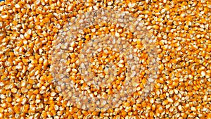 Corn grains background Extreme close-up image of corn background image Dried beans of corn as background Texture Concept of health