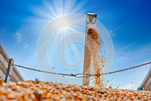 Corn grains falling from combine harvesting in the truck