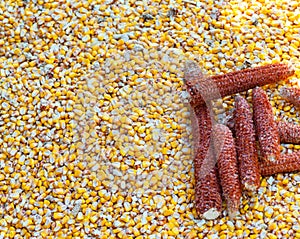 Corn grains heap freshly harvested photo