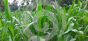 Corn green feilds
