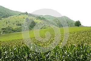 Corn green fields landscape outdoors photo
