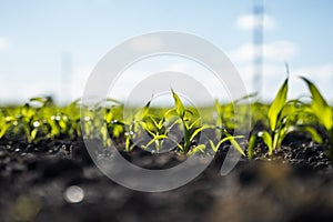 Corn is growing on a farmland in a summer.