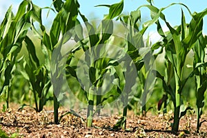 Corn growing in field
