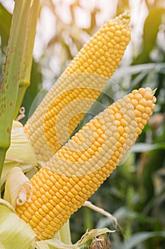 Corn growing in field plant agriculture farm ready for harvest.