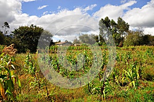 Corn growing in a field