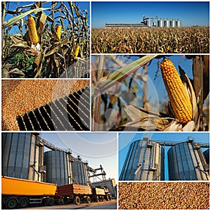 Corn Growing And Harvesting - Collage