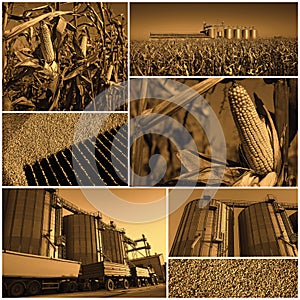 Corn Growing And Harvesting - Collage