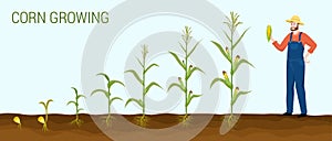 Corn Growing Stages Composition