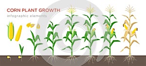 Corn growing stages vector illustration in flat design. Planting process of corn plant. Maize growth from grain to