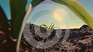 Corn growing. young green corn. close-up. Corn seedlings are growing in rows on agricultural field. backdrop of sunset