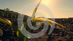 Corn growing. young green corn. close-up. Corn seedlings are growing in rows on agricultural field. backdrop of sunset