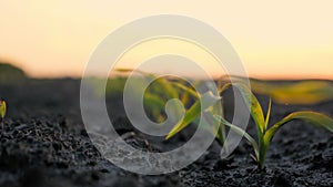 Corn growing. young green corn. close-up. Corn seedlings are growing in rows on agricultural field. backdrop of sunset