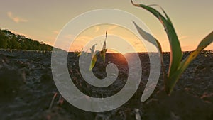 Corn growing. young green corn. close-up. Corn seedlings are growing in rows on agricultural field. backdrop of sunset