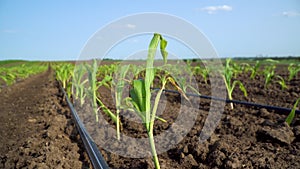 Corn grows on a farm field. Young Corn Plants. Growing corn