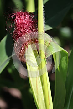 Corn hair