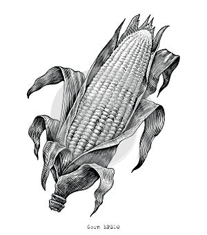 Corn hand drawing vintage engraving illustration