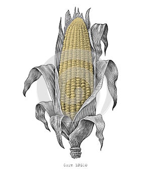 Corn hand drawing vintage engraving illustration photo