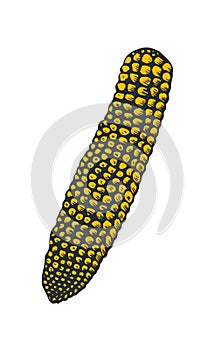 Corn hand drawn ink illustration