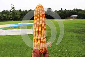 Corn on Hand, Fresh Ripe Orange Yellow Corns