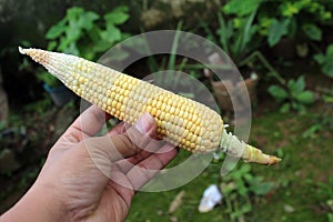 Corn in Hand unriped