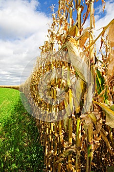 Corn Before Harvest