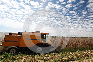 Corn harvest