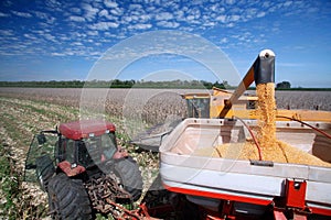 Corn harvest