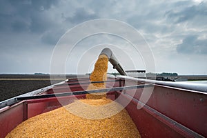 Corn harvest