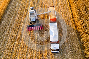 Corn harvest. Agricultural works in field