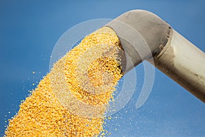 Corn harvest in autumn