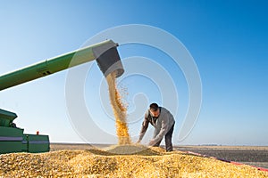 Corn harvest