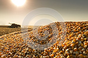 Corn harvest on a farmland