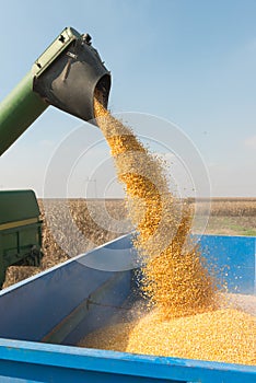 Corn harvest