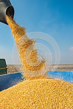 Corn harvest photo