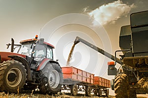 Corn harvest