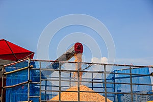 Corn harvest on farmland