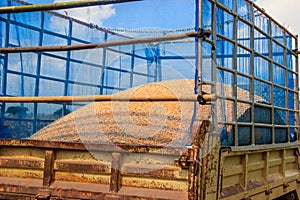 Corn harvest on farmland