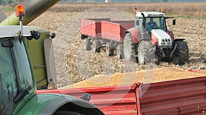 Corn harvest on farmland